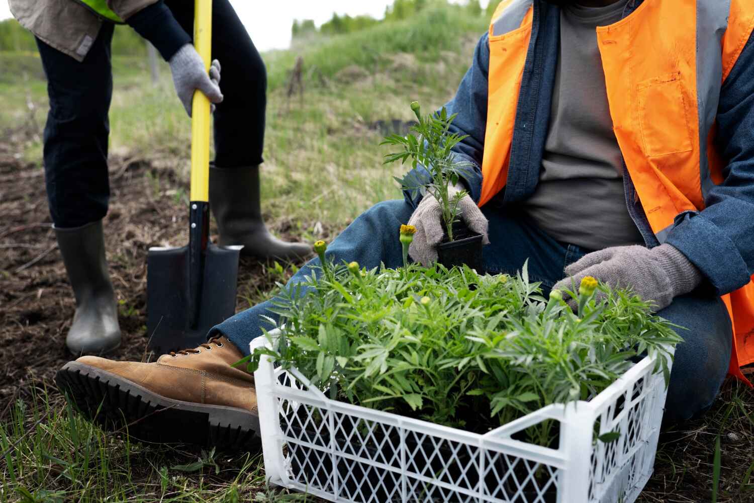 Professional Tree Service in Columbia Heights, MN